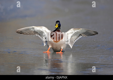 Stockente (Anas Platyrhynchos) Drake, Landung auf einem zugefrorenen Teich, Thüringen, Deutschland Stockfoto