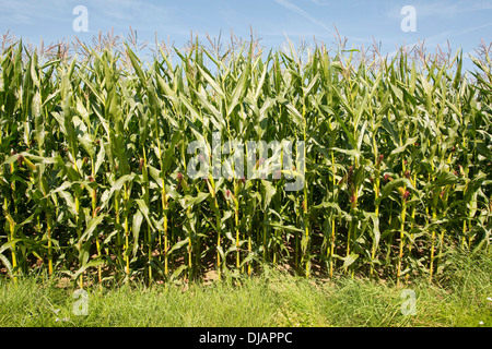 Mais (Zea Mays), in Blüte, Thüringen, Deutschland Stockfoto