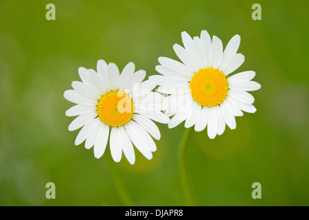 Oxeye Daisy (Leucanthemum Vulgare), Blumen, Thüringen, Deutschland Stockfoto