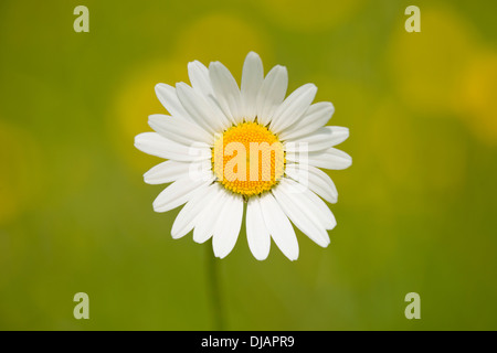 Oxeye Daisy (Leucanthemum Vulgare), Blume, Thüringen, Deutschland Stockfoto