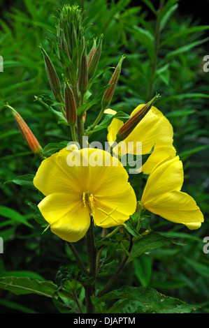 Gemeinsame Nachtkerze (Oenothera Biennis), Blüten und Knospen, Bayern, Deutschland Stockfoto