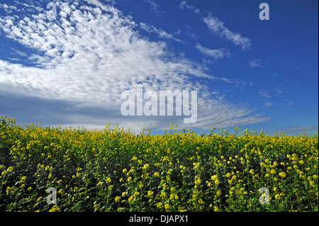 Blühende Feld Senf (Sinapis Arvensis), Bayern, Deutschland Stockfoto