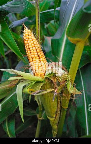 Reife Maiskolben von Mais (Zea Mays) wachsen auf der Pflanze, Bayern, Deutschland Stockfoto