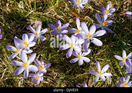 Frühlings-Krokus (Crocus Vernus), Bayern, Deutschland Stockfoto