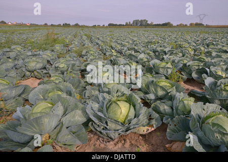 Feld mit weißen Kohl (Brassica Oleracea Alba), Elsass, Frankreich Stockfoto