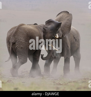 Afrikanische Elefanten (Loxodonta Africana), während ein Kampf, Amboseli Nationalpark, Provinz Rift Valley in Kenia Stockfoto