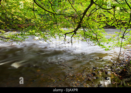 Herbstlaub überhängenden Fluß Nidd Nidd Schlucht in der Nähe von Knaresborough North Yorkshire England Stockfoto