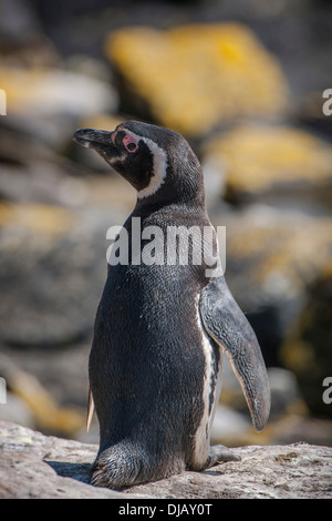 Magellan-Pinguin (Spheniscus Magellanicus), Kadaver Insel, Falkland-Inseln Stockfoto