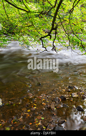 Herbstlaub überhängenden Fluß Nidd Nidd Schlucht in der Nähe von Knaresborough North Yorkshire England Stockfoto