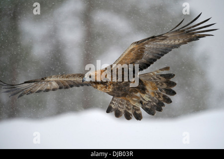 Steinadler (Aquila Chrysaetos) im Flug bei Schneefall, Oulanka-Nationalpark, Kuusamo, Lappland, Finnland Stockfoto