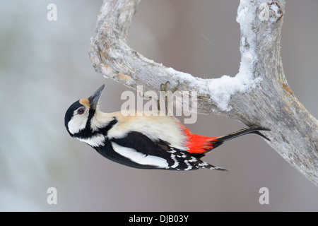 Großen Spotted Woodpecker (Dendrocopos großen) festhalten an einem Tannenzweig, Oulanka-Nationalpark, Kuusamo, Lappland, Finnland Stockfoto