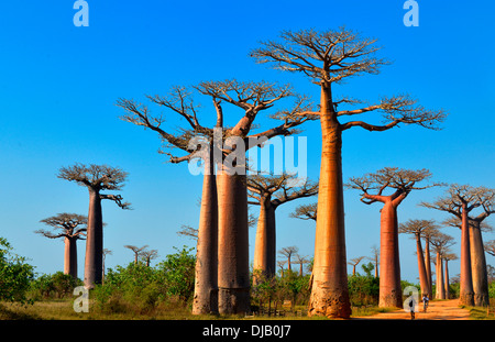 Baobabs (Affenbrotbäume Grandidieri), Allee der Baobabs, Morondava, Madagaskar Stockfoto