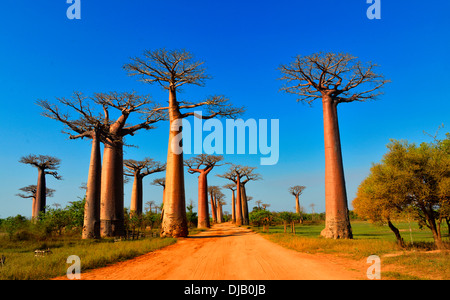 Baobabs (Affenbrotbäume Grandidieri), Allee der Baobabs, Morondava, Madagaskar Stockfoto