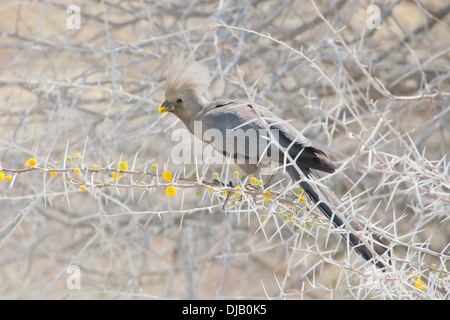 Grau, Go-away-Bird (Corythaixoides Concolor), Etosha Nationalpark, Namibia Stockfoto