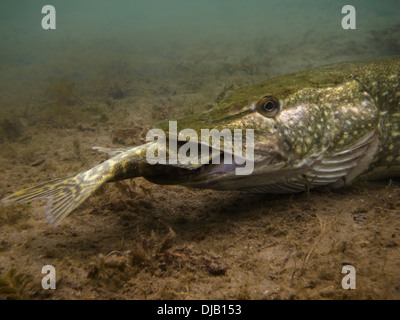 Zander oder Hecht (Esox Lucius) Fütterung auf ein weiteres Hecht am unteren Rand eines Sees, Helenesee, Frankfurt Oder, Brandenburg Stockfoto