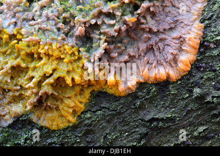 Faltige Kruste (Phlebia Radiata), Niedersachsen, Deutschland Stockfoto