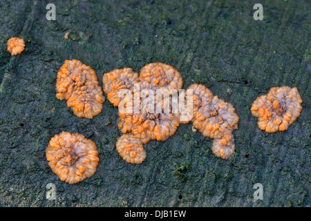 Faltige Kruste (Phlebia Radiata), Niedersachsen, Deutschland Stockfoto