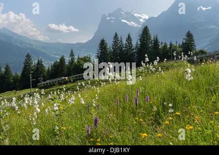 Bergwiese, Wengernalp Bahn hinter Mt. Wetterhorn, Kleine Scheidegg, Kanton Bern, Schweiz Stockfoto