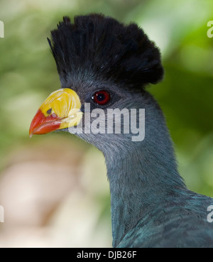 Großer blauer Turaco (Corythaeola Cristata) Stockfoto