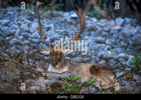 Damhirsch (Dama Dama), ruhen, Parco Delle Madonie Nature reserve, Sizilien, Italien Stockfoto