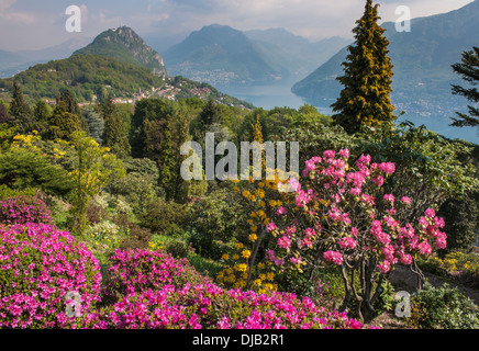 Blühenden Rhododendron (Rhododendron SP.), botanische Park San Grato, Carona TI, Ausflug Berg San Salvatore über See Stockfoto