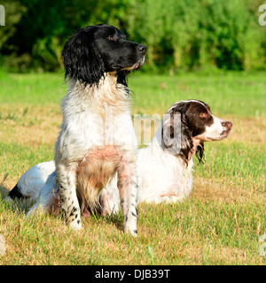 Arbeiten Springer spaniels Stockfoto
