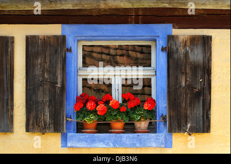 Fenster mit blühenden Geranien (Pelargonium zonale Hybriden) auf dem Häckerhaus Gebäude, ursprünglich aus Ergersheim, Baujahr Stockfoto