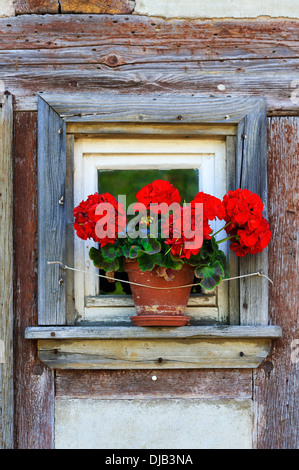 Kleines Fenster mit blühenden Geranien (Pelargonium zonale Hybriden) auf dem Häckerhaus Gebäude, ursprünglich aus Ergersheim, gebaut Stockfoto