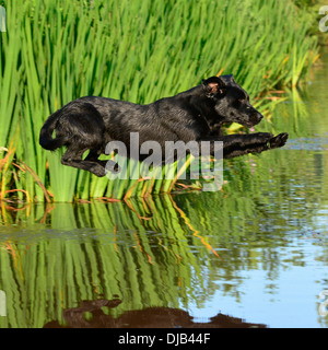 Labrador Retriever Sprung ins Wasser Stockfoto