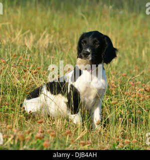 Springer Spaniel Welpen mit ball Stockfoto