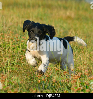 Springer Spaniel Apporting Kugel Stockfoto