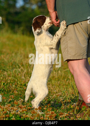 Springer Spaniel Welpen mit trainer Stockfoto