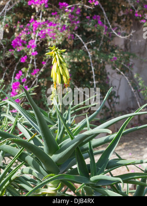 Blühende Aloevera und Bougainvillea hinter. Stockfoto