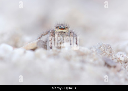 Goldene Augen springen Spinne (Philaeus Chrysops), Weiblich, Brandenburg, Deutschland Stockfoto