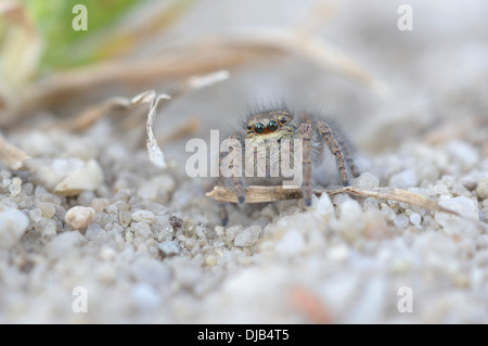 Goldene Augen springen Spinne (Philaeus Chrysops), Weiblich, Brandenburg, Deutschland Stockfoto