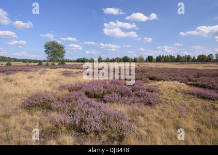 Offene Heide mit grauen Haare-Rasen (Corynephorus Canescens) und blühenden Heidekraut (Calluna Vulgaris), schlecht Liebenswerda, Brandenburg Stockfoto