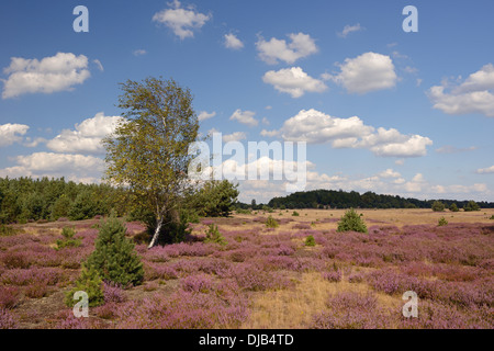 Offene Heide mit Birke (Betula SP.), graue Haare-Rasen (Corynephorus Canescens) und blühenden Heidekraut (Calluna Vulgaris) Stockfoto