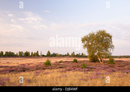 Offene Heide mit Birke (Betula SP.), graue Haare-Rasen (Corynephorus Canescens) und blühenden Heidekraut (Calluna Vulgaris) Stockfoto