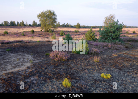 Offene Heide mit grauen Haare-Rasen (Corynephorus Canescens) und blühenden Heidekraut (Calluna Vulgaris), schlecht Liebenswerda, Brandenburg Stockfoto