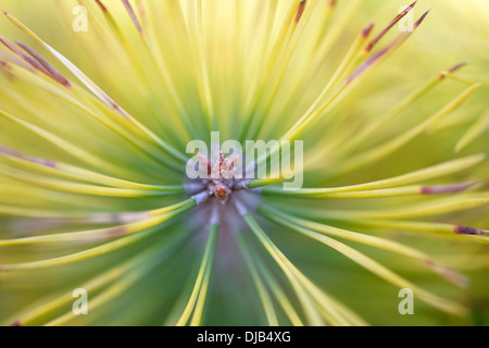 Junge Kiefer (Pinus Sylvestris), Detail, Brandenburg, Deutschland Stockfoto