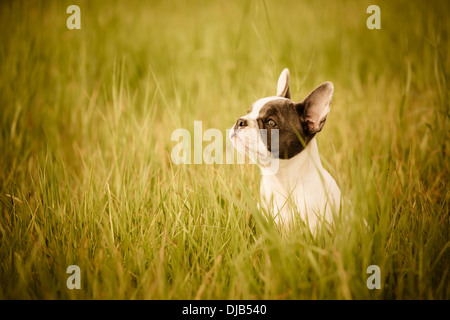 Französische Bulldogge, Welpen sitzen auf dem Rasen Stockfoto