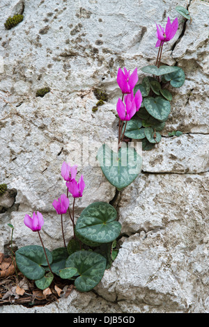 Europäische Alpenveilchen (Cyclamen Purpurascens), Friaul-Julisch Venetien, Italien Stockfoto