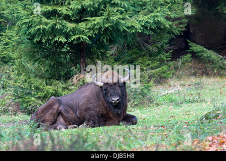 Europäische Bison (Bison Bonasus), Freigehege, Nationalpark Bayerischer Wald, Bayern, Deutschland Stockfoto