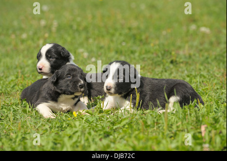 Drei Border-Collie-Puppíes in einer Wiese liegen Stockfoto