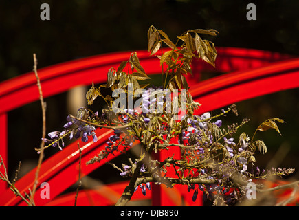 Rote Brücke im japanischen Garten im Park Clingendael, den Haag, Zuid-Holland, Niederlande Stockfoto