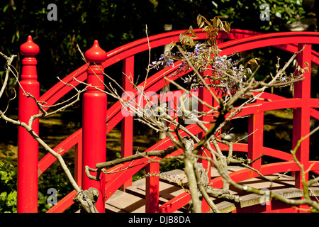 Rote Brücke im japanischen Garten im Park Clingendael, den Haag, Zuid-Holland, Niederlande Stockfoto