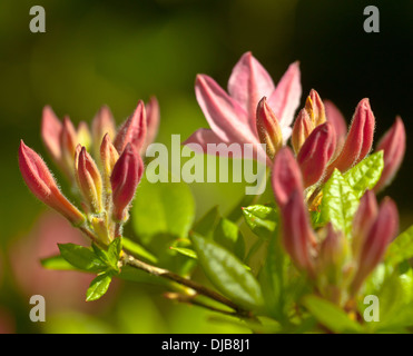 Blühende Rhododendren im japanischen Garten im Park Clingendael, den Haag, Zuid-Holland, Niederlande Stockfoto