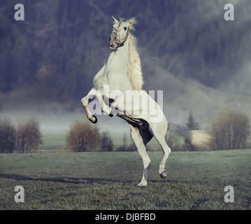 Majestätische Pferd springen auf der grünen Wiese mit lila Hintergrund Stockfoto