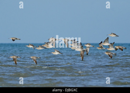 Regenbrachvogel (Numenius Phaeopus) Herde im Flug Stockfoto