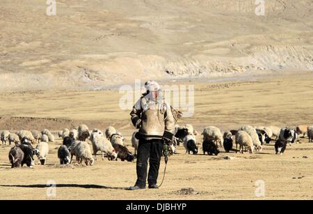 (131126)--LHASA, 26. November 2013 (Xinhua)--A Senn Schürfwunden die Schafe auf einer Wiese in der Nähe des Dorfes Dejiu im Südwesten Chinas Tibet autonome Region, 13. November 2013. Mehr als 600 Kilometer Weg von Lhasa, der Hauptstadt Tibets, Blick auf Dejiu Dorf Mount Qomolangma in den Südosten. Mit einer Höhe von 4.972 Metern sehen das Dorf selten grüne Bäumen um das Jahr. Jetzt gibt es 20 Familien und 118 Dorfbewohner leben in das Dorf, wo Landwirtschaft kaum entwickeln kann und die Menschen leben auf Viehzucht (nämlich Yak und Schafe) für viele Generationen. Mit Hilfe der governme Stockfoto